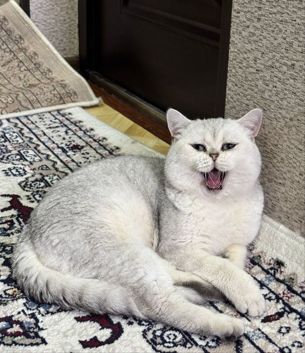 Вязка хизмати! Эркак мушук Барсик киз мушукларни учрашувга таклиф этад