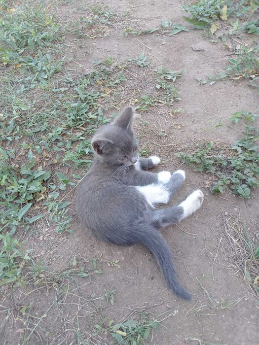 Отдам котят в добрые руки
