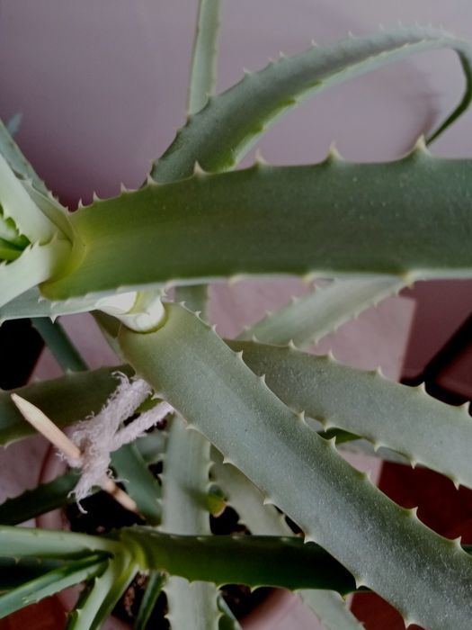 Алоэ лечебный  4 года.