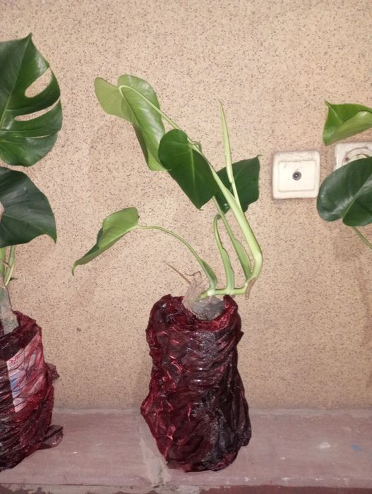 Продам манстеры.