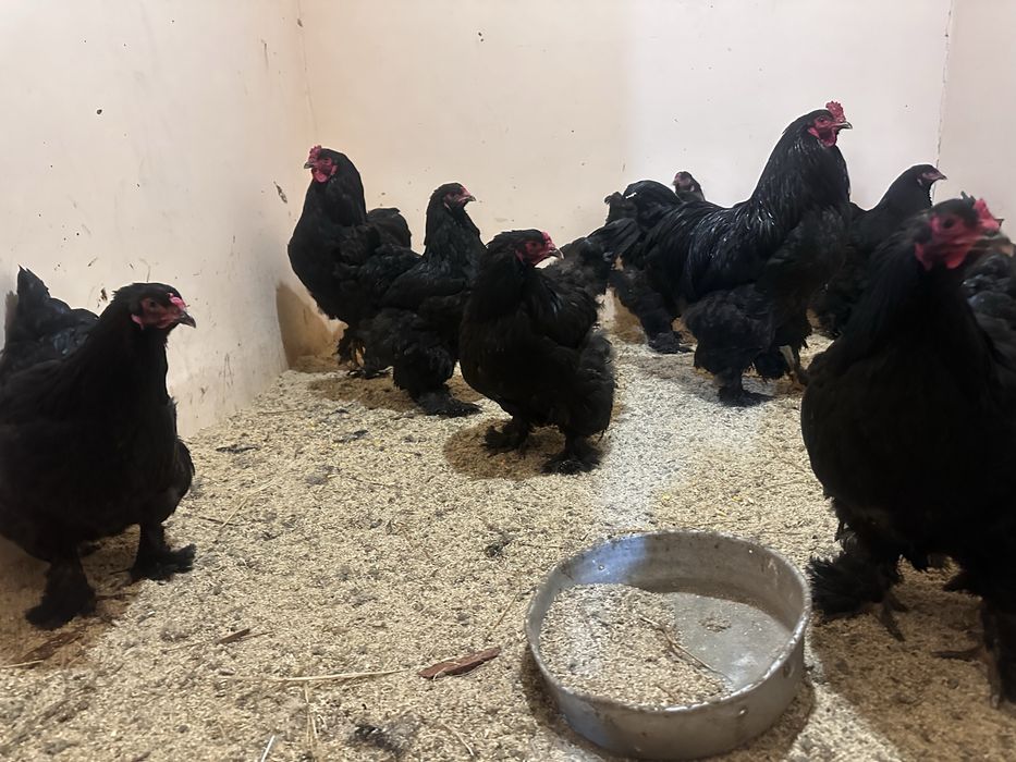 Яйца инкубационные брам черный