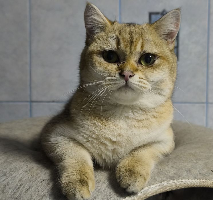 Продам  котенка золотую шиншиллу