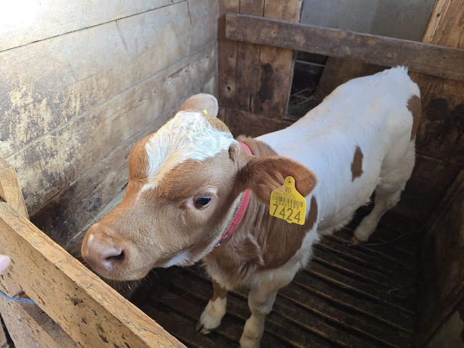 Vând două vițele Bălțată Românească