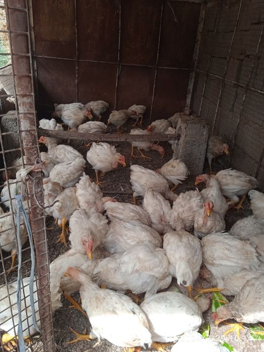 Joʻjalar sotiladi   50 dona