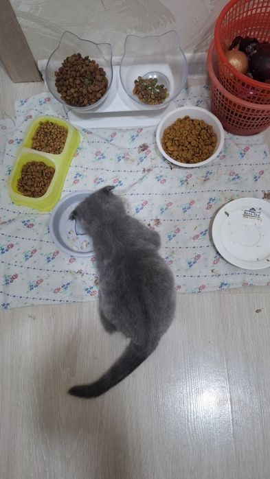 Продам трёхмесячного вислоухого пепельного котёнка
