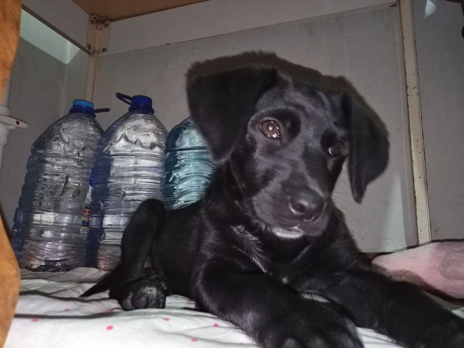 Собака бесплатно