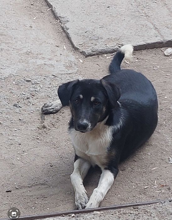 Щенки в добрые руки