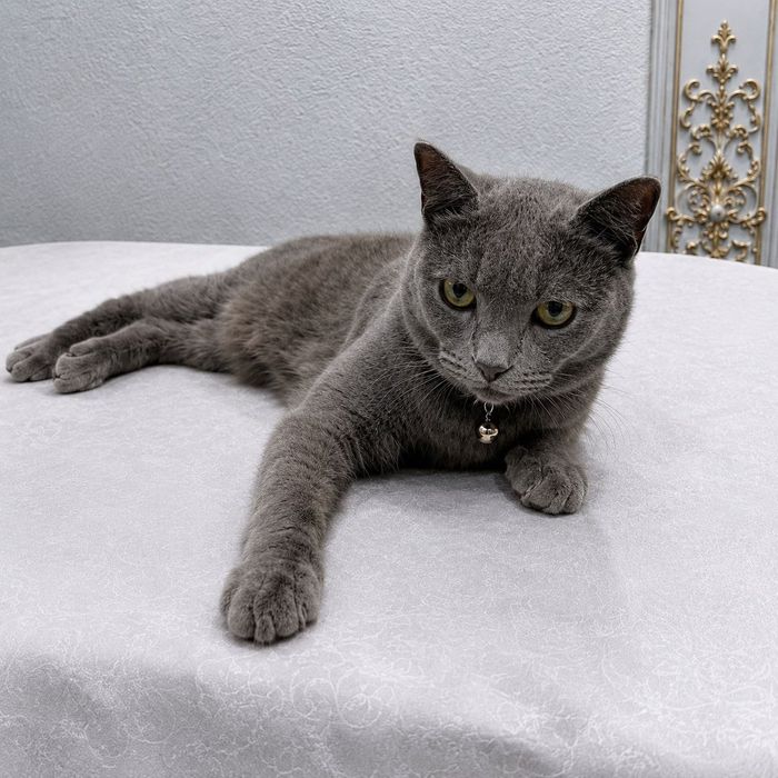 Scottish fold sotiladi. Kelishitirib beriladi