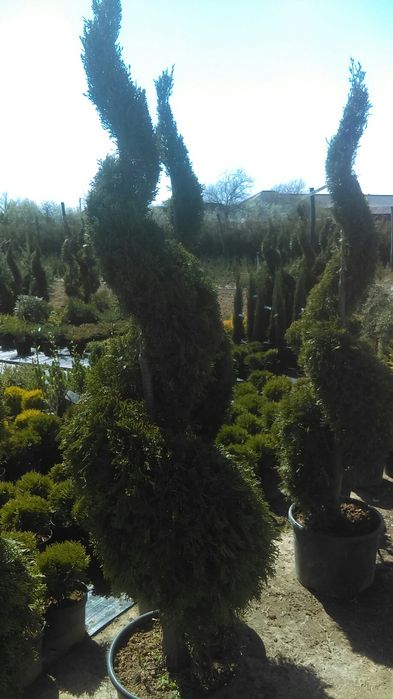 Tuia spirala diferite mărimi