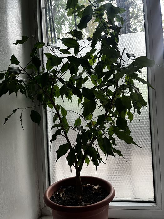 Фикус Бенджамина