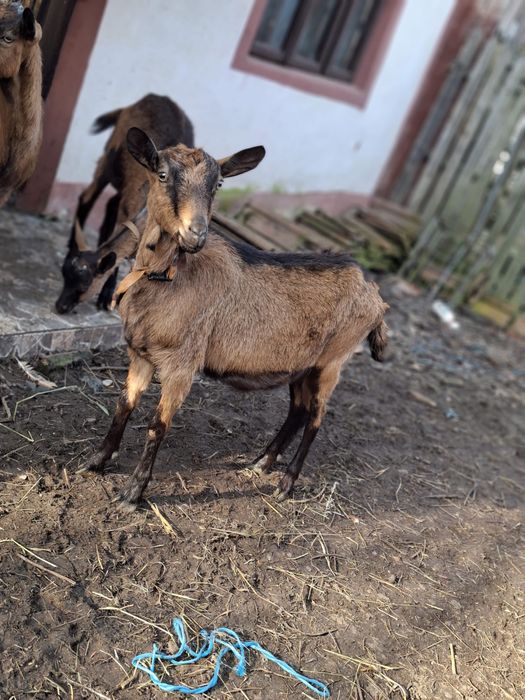 Vand trei iedute alpin francez de anul trecut