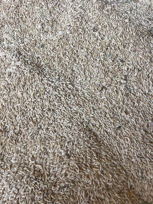 Ячмень , Арпа. Сатылады