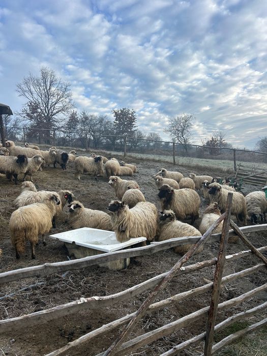 Oi ținere de vânzare