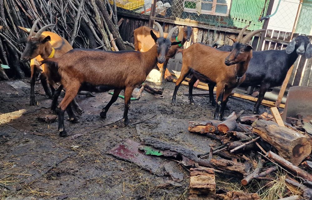 De vânzare capre alpina franceza