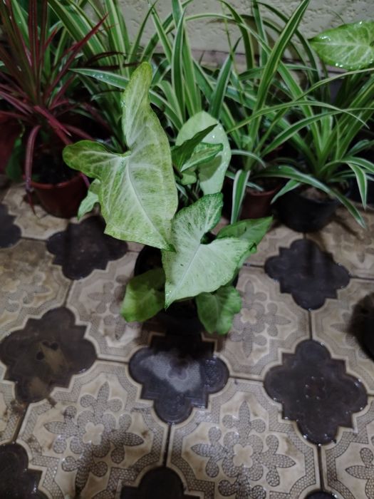 Комнатные цветы, растение, gullar, honaki gul