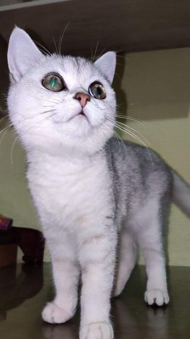 шиншилла серебристая