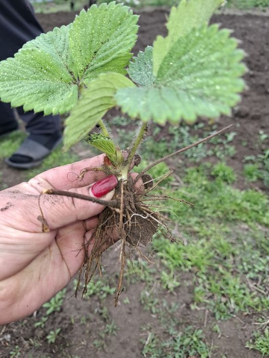 Много разовая 300 тенге