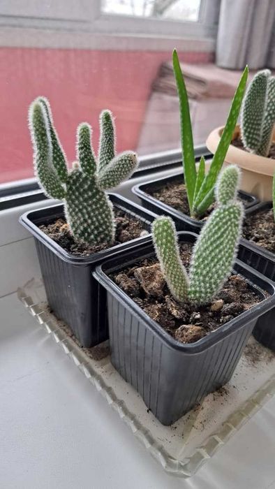 продам кактусики
