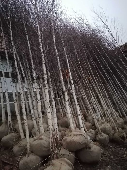 Vând mesteacăn, tei, platan, paltin, brazi