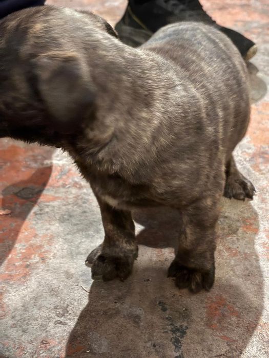 Продам щенков питбуля