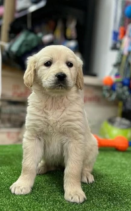 Golden Retriverr