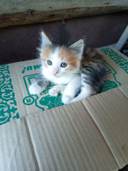 Котята бесплатно