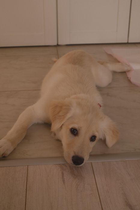 Adopție pui golden retriever