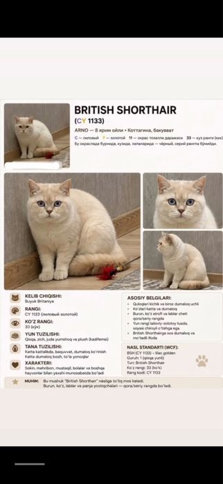 British shorthair tozza parodali mushuk