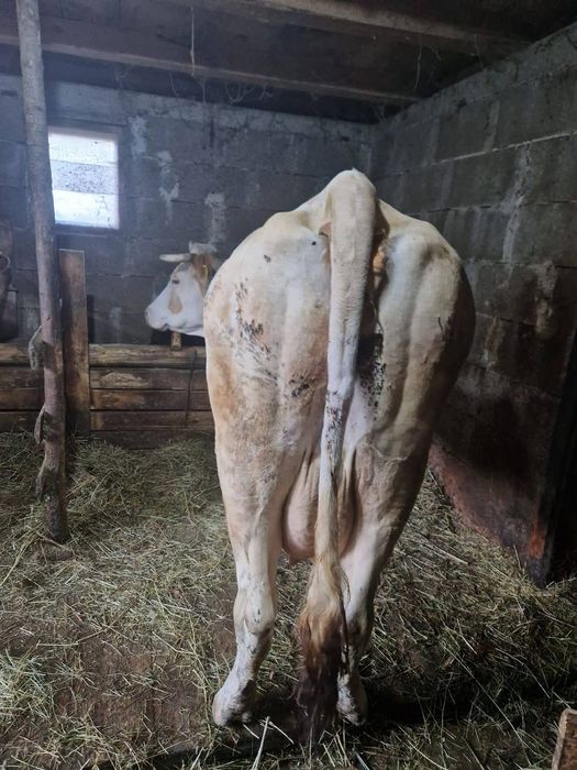 Vand vaca cu vițea