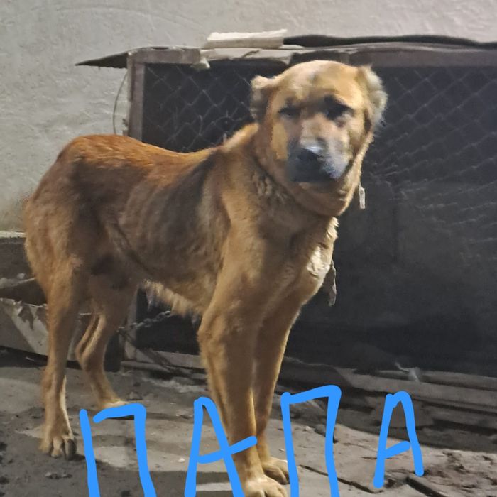 Собака Алайбайка