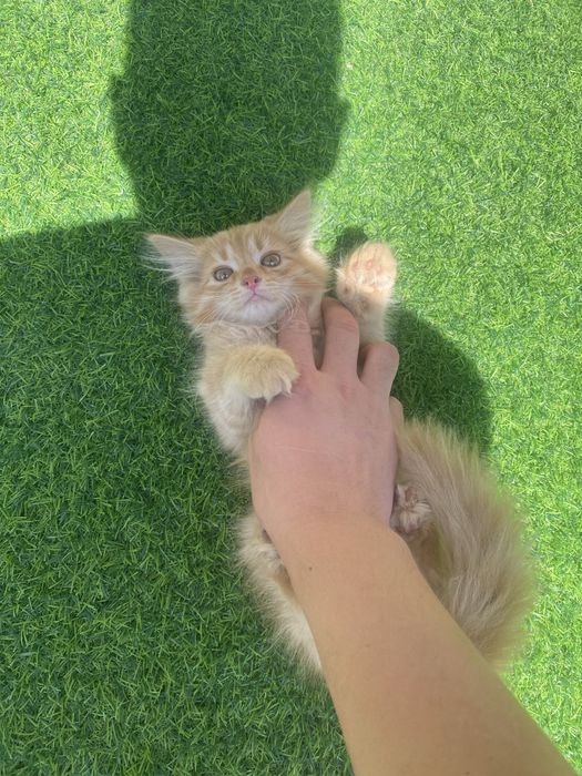 Отдам котенка в добрые руки