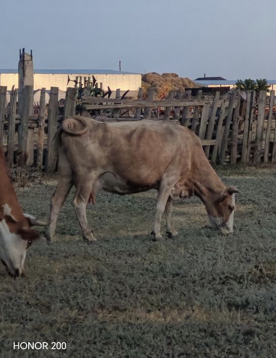 Продам двух коров