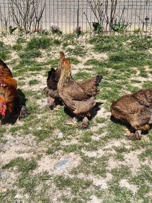 Ouă pentru incubat Brahma Potarnichiu