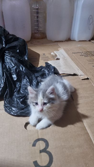 Котята 1.5 месяца в добрые руки