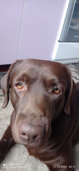 Кобель лобрадора ретривера.вязка