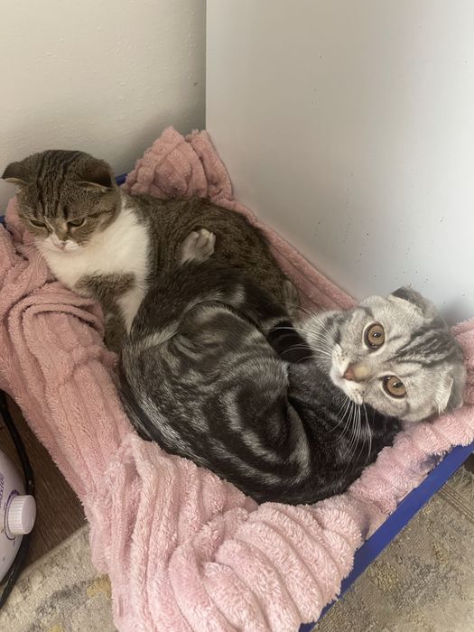 Шотландская вислоухий кот