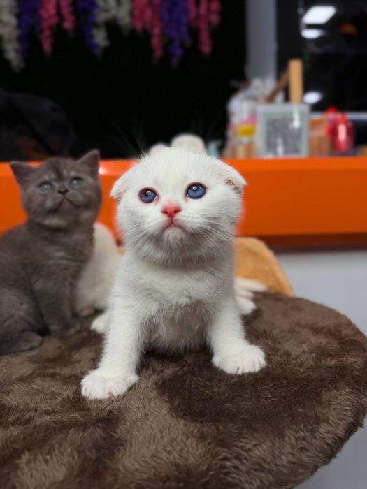 Породистые котята от чистой вязки