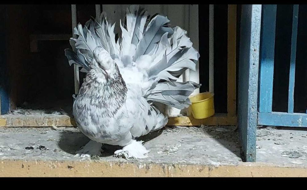 De vânzare Voltati indieni