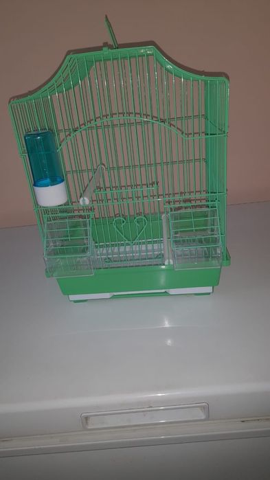 Зебровые амадины