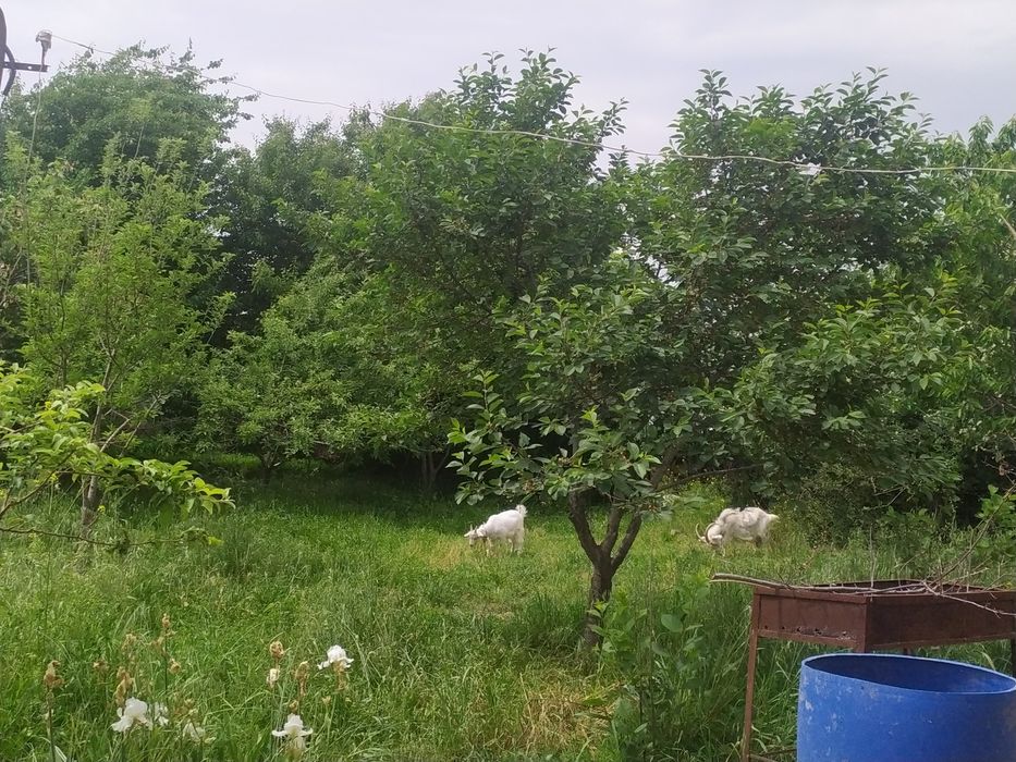 Срочно Продается дача!