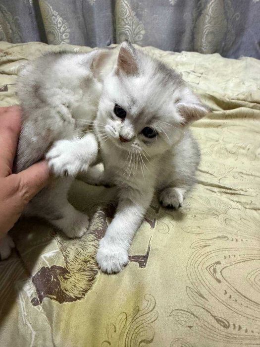 Продаются котята породистые шиншилла стоимость 300 долларов
