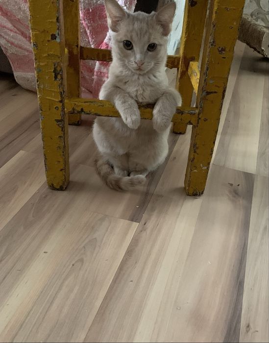 Котята 8 недель рыженькие.