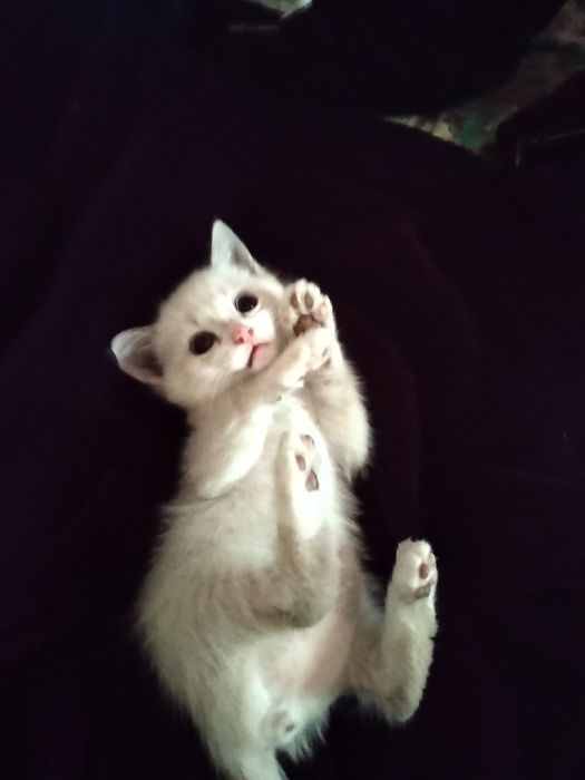 Отдам котика игривый