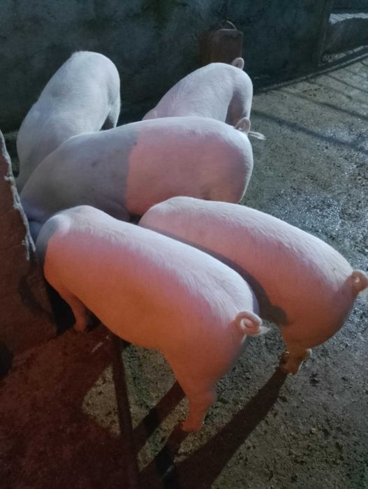 Угоени прасета 100/120 кг