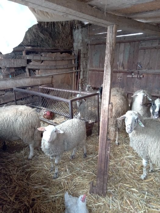 Продавам млади овце