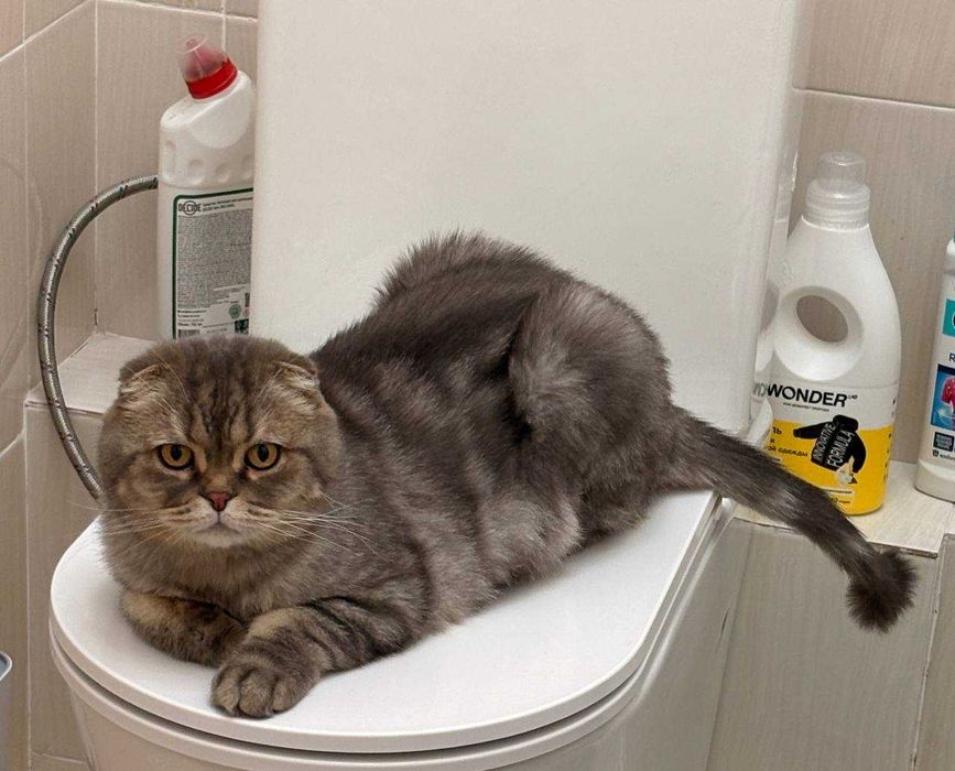 Большой молодой скоттиш в добрые руки