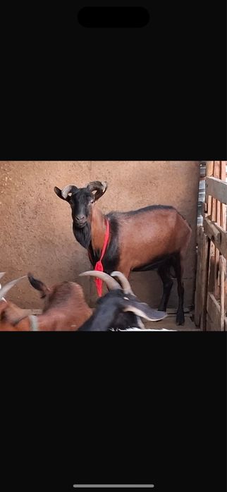 Козел для вязки