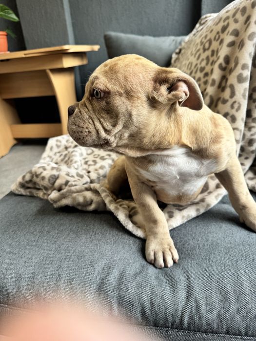 Pui femela American Bully Pocket