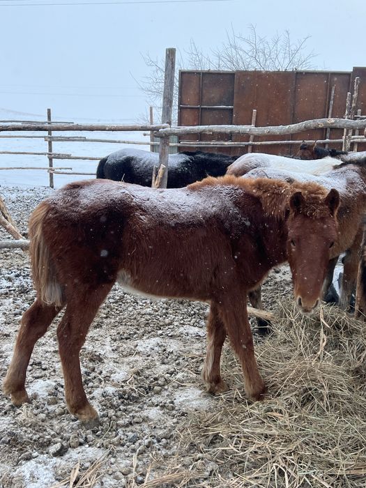 Продам жабагы  еркек ( мальчик )!