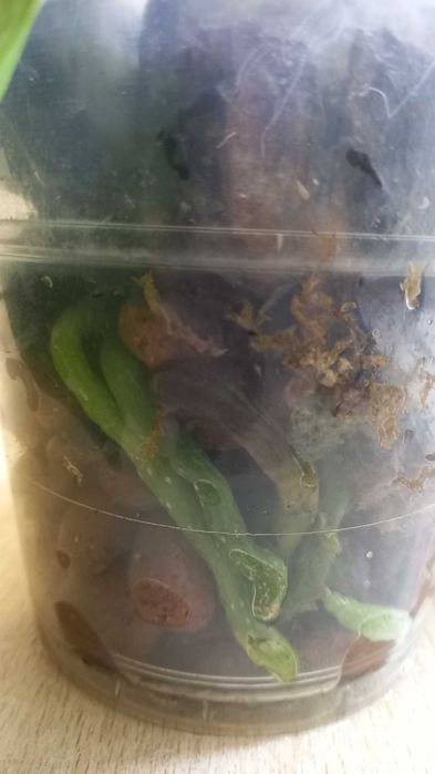 Орхидея фаленопсис цветущая продам